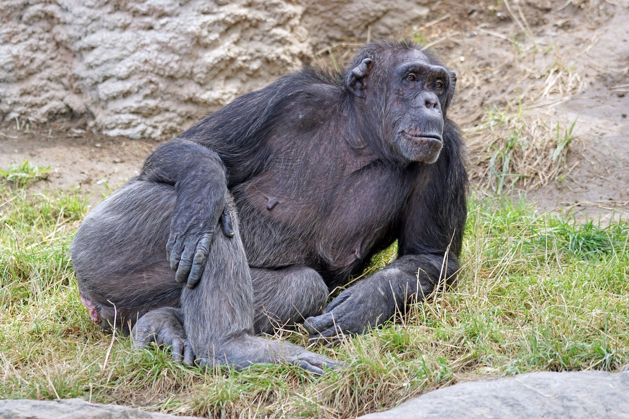 Дело не только в удовольствии: ученые объяснили, зачем самцы приматов мастурбируют