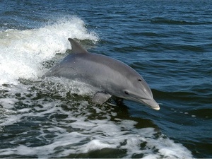 CC0 Public Domain / Дельфины совершили серию атак на людей. Что могло разозлить этих обычно дружелюбных животных?
