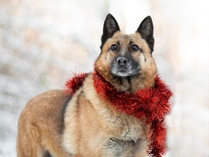 Благотворительный фонд «НИКА» / Кинолог рассказал, какие породы собак срочно нуждаются в зимней одежде