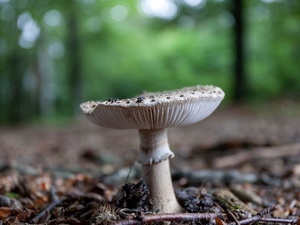 Фото с сайта <a href="https://www.freepik.com/free-photo/closeup-shot-mushroom-growing-forest_9991715.htm">Image by wirestock</a> on Freepik