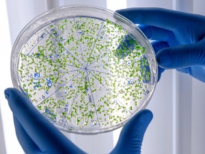 Фото с сайта <a href="https://www.freepik.com/free-photo/laboratory-worker-examining-green-substance-petri-dish-while-conducting-coronavirus-research_7677834.htm">Image by wirestock</a> on Freepik