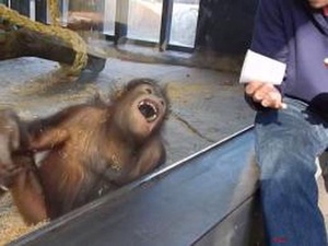 Стоп-кадр видео / Орангутанг в зоопарке Барселоны смеется, когда ему показывают фокусы