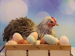 CC0 Public Domain / Ученые наконец-то нашли ответ на вопрос, что было раньше — курица или яйцо
