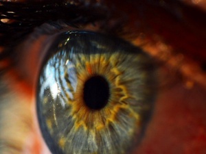 CC0 Public Domain / Ученые смогли напечатать ткань глаза на 3D-принтере