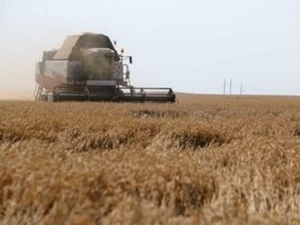 Ученые ТюмГУ изучили особенности накопления меди в пшенице