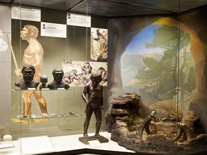 Фото с сайта <a href="http://www.darwinmuseum.ru/">Государственного Дарвиновского музея</a> / Супероружие из пещеры: раскрыта тайна исчезновения неандертальцев