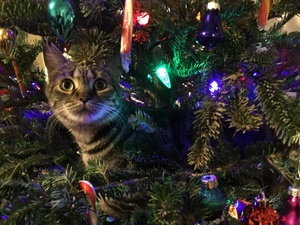 CC0 Public Domain / Скоро Новый год, и многие задаются вопросом: как уберечь елку от кота, а кота — от елки?