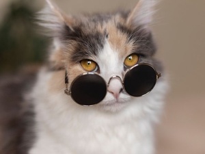 Фото с сайта <a href="https://www.freepik.com/free-photo/close-up-portrait-beautiful-cat_21194173.htm">Freepik</a> / GPT или кот — кто умнее?