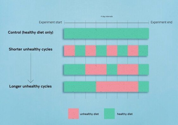 Схема, примерно иллюстрирующая план эксперимента. Дни здорового питания показаны зеленым цветом, а дни нездорового питания — розовым.
