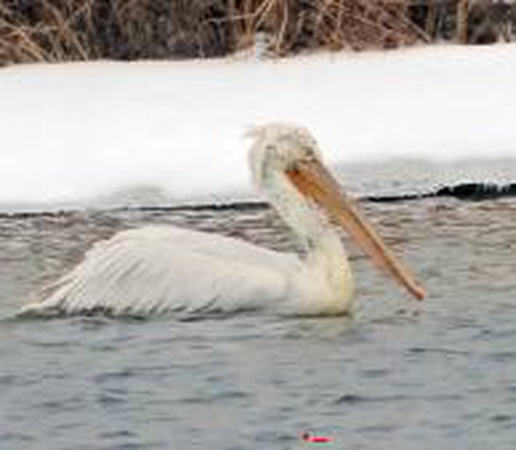 В Беларуси заметили первого за 150 лет кудрявого пеликана