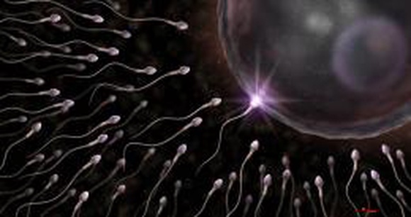 Ученые выяснили, что сперматозоиды могут жить не менее 500 лет