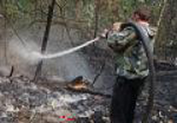 Пожар в Химкинском лесу локализован