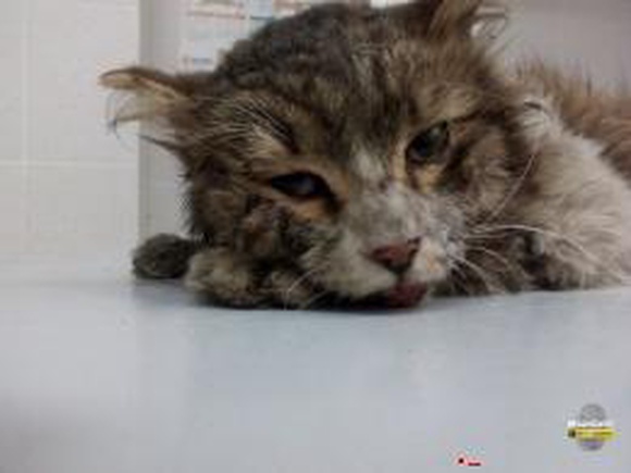 Выживший под капотом авто кот умер в больнице
