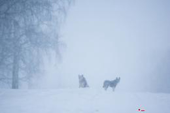 День снега на Сахалине перенесли из-за сильной метели