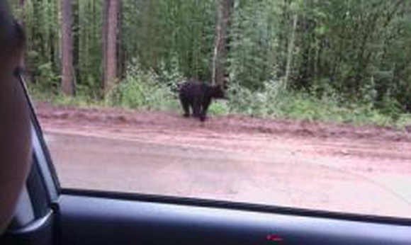 На Вилюйском тракте видели медведя: Как вести себя при встрече с «хозяином тайги»