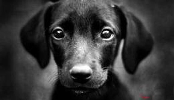 В Омске неравнодушными гражданами спасены 84 собаки