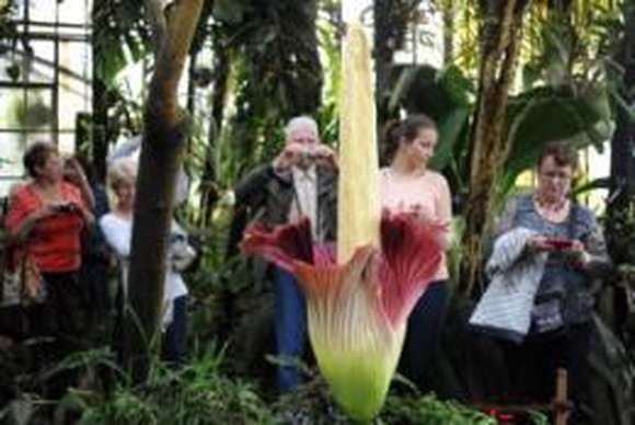 В австралийском ботаническом саду зацвёл гигантский зловонный цветок (видео)