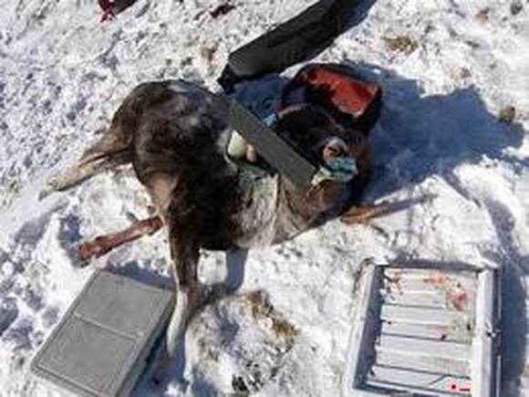 Суд прекратил дело о незаконной VIP-охоте на архаров в горах Алтая