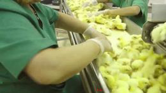 «Адский конвейер» перемалывает миллионы цыплят (видео 18+)