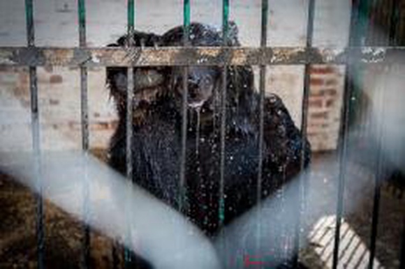 Изнывающих от жары медведей бодрят холодным душем в зоопарке Владивостока