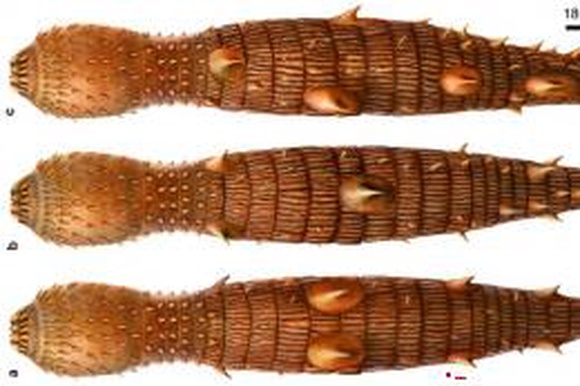 Ученые описали новый вид червей с шипами, пролив свет на эволюцию беспозвоночных