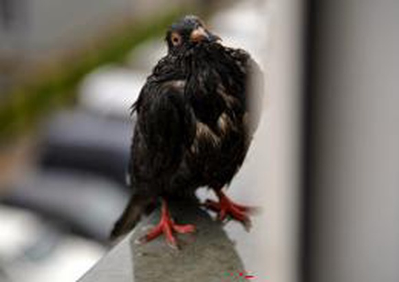 Опасное для человека заболевание — орнитоз — обнаружено у голубей Южно-Сахалинска