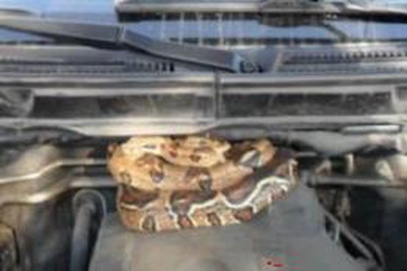Житель Рыбинска обнаружил под капотом экзотическую змею
