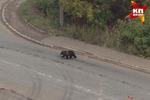 Медведь, которого заметили на Воткинском шоссе в Ижевске, ушел в сторону городка Металлургов