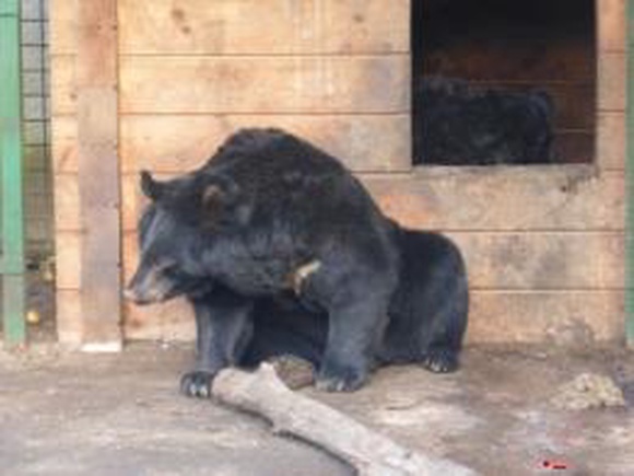 В Буграх из питомника сбежал напуганный и больной гималайский медведь Миша