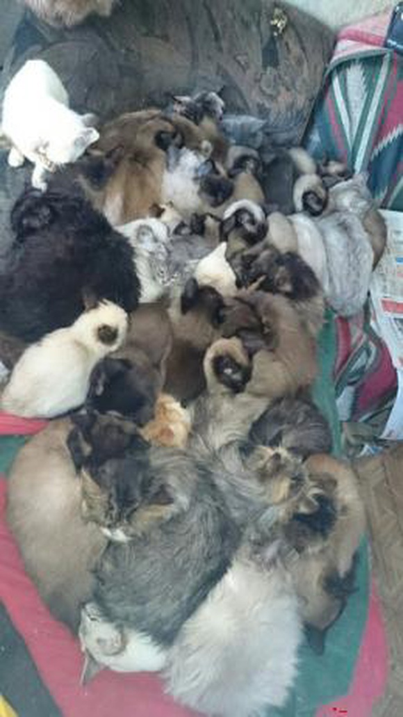 Новосибирские волонтеры ищут хозяев для 30 кошек, обнаруженных в квартире незрячей женщины