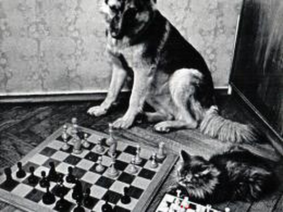 Кошки и собаки за шахматной доской