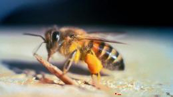 Пчелы-убийцы появились в Калифорнии