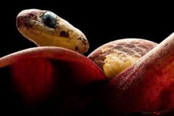 В Эквадоре открыты новые виды змей-улиткоедов
