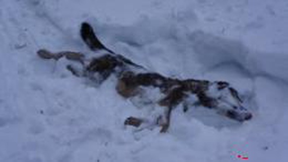 В Карпинске на Солдатском вырубе обнаружены убитые собаки. Есть версия — чьи это псы