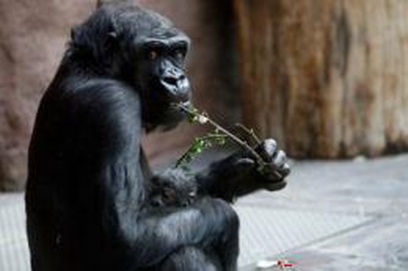 Чем пахнут гориллы