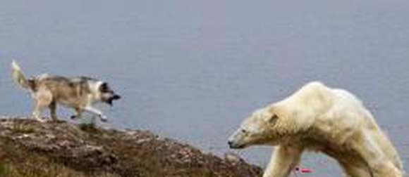 На Ямале белая медведица ранила прославившегося дружбой с хищниками пса Боцмана