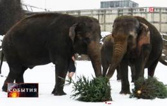 В Германии новогодние ели отдали на корм слонам