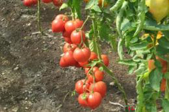 Фермер из Минусинска круглый год выращивает помидоры