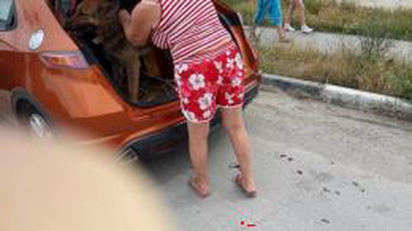 В Новороссийске женщина возила привязанную к машине собаку