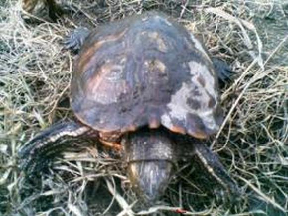 В Челябинске на Шершнях поселились черепахи