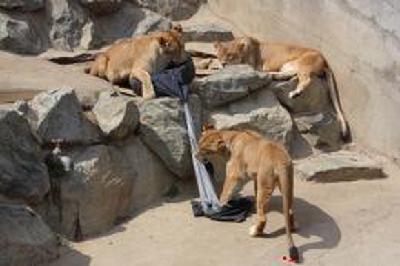 Львы и тигры в японском зоопарке стали модельерами