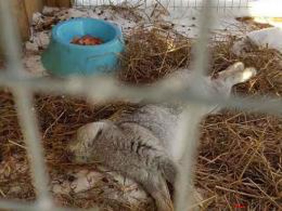 Сотрудники зоопарка: «Кролик умер не от мороза, а от стресса»