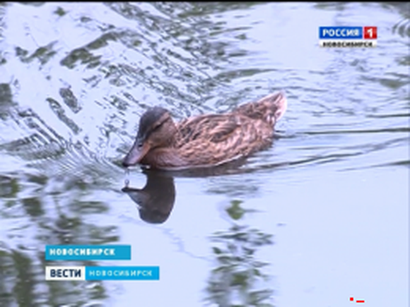В пруду в Академгородке поселились дикие утки