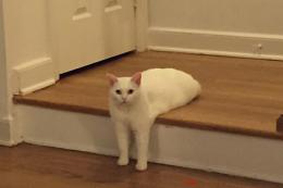 Сидящий на лестнице белый кот вдохновил интернет-пользователей на фотожабы