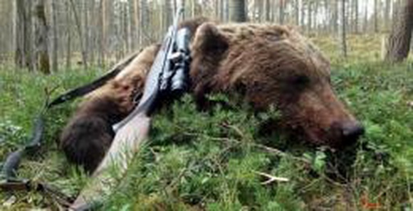 Охотникам на Камчатке разрешили отстрелить 2000 медведей