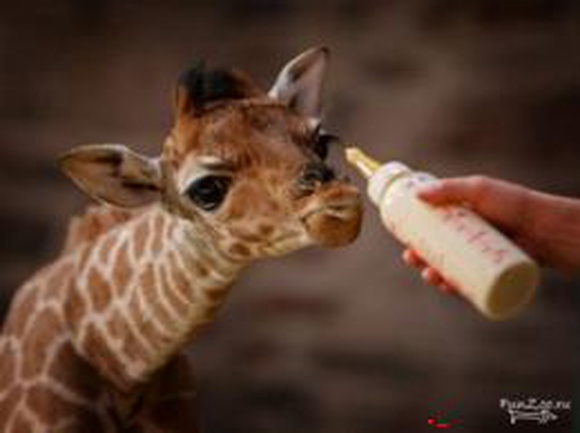 В крымском сафари-парке «Тайган» родился второй детеныш жирафа (ВИДЕО)