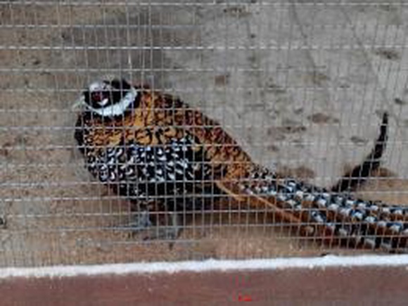 Полиция нашла вора, укравшего редких птиц из зооуголка в парке Николаева