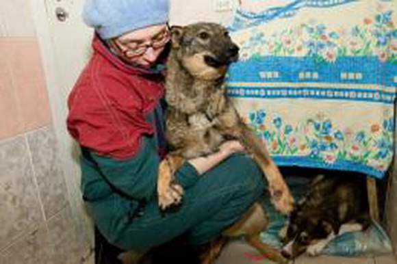 Приют для бездомных животных в Мурманске остался без воды
