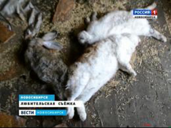 Новосибирские дачники ищут чупакабру, которая по ночам пьет кровь домашних животных