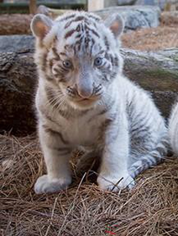 В зоопарке Буэнос-Айресе родилось три белых тигренка